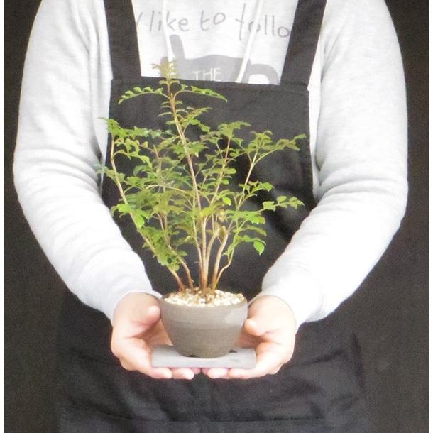 シマトネリコ 鉢植え(樹高180㎝) シマトネリコ 鉢植え 樹高180