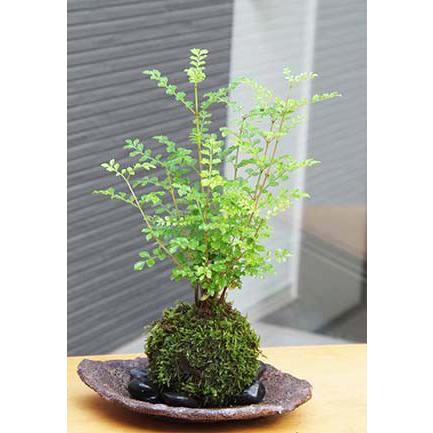 苔玉 盆栽 涼しげな葉 シマトネリコ の苔玉 くらま岩器セット : みどり