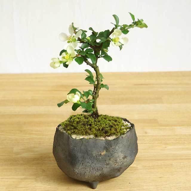 盆栽 年に数回 花咲く 白長寿梅 シロチョウジュバイ 炭化焼締鉢
