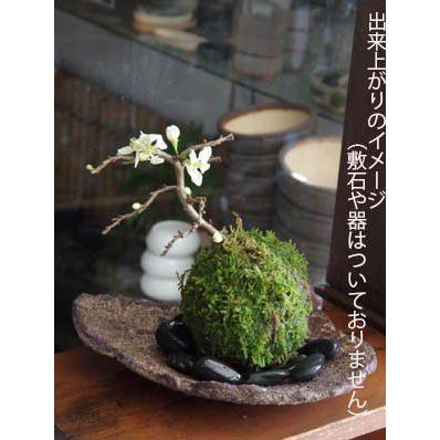 苔玉キット 苗付 白長寿梅 チョウジュバイ ちょうじゅばい 苔玉 こけ