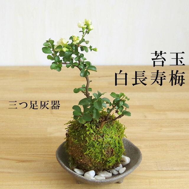 落葉中 苔玉 盆栽 年に数回可憐な花が楽しめます 白長寿梅 シロチョウジュバイ の苔玉 三つ足灰器 敷石セット チョウジュバイ ちょうじゅばい Sirotyouzyubaikokehai みどり屋 和草 にこぐさ 通販 Yahoo ショッピング