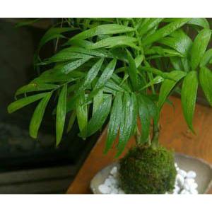 苔玉 盆栽 リゾート気分 テーブルヤシ の苔玉 炭化焼締器 セット こけ