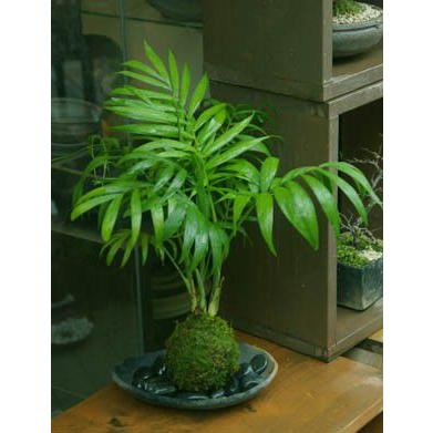 苔玉 盆栽 リゾート気分 テーブルヤシ の苔玉 炭化焼締器 セット こけ