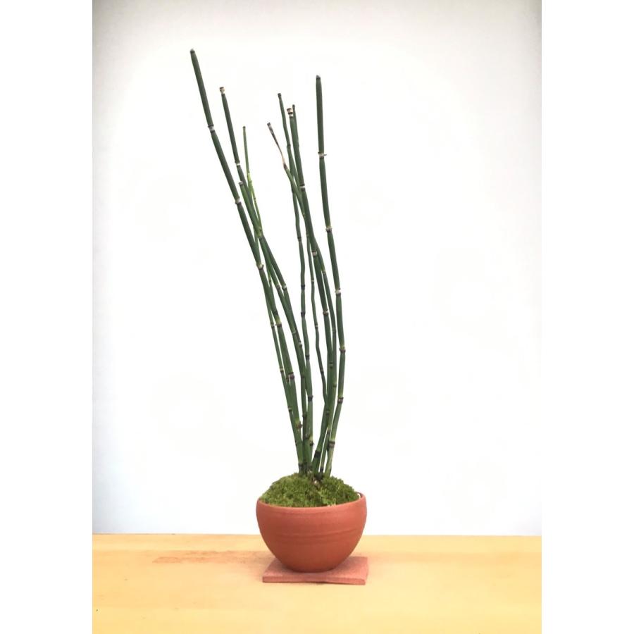 気品高い 和の雰囲気を貴方の元に トクサの盆栽 焼締朱鉢 下皿セット Tokusabonsaisyu みどり屋 和草 にこぐさ 通販 Yahoo ショッピング