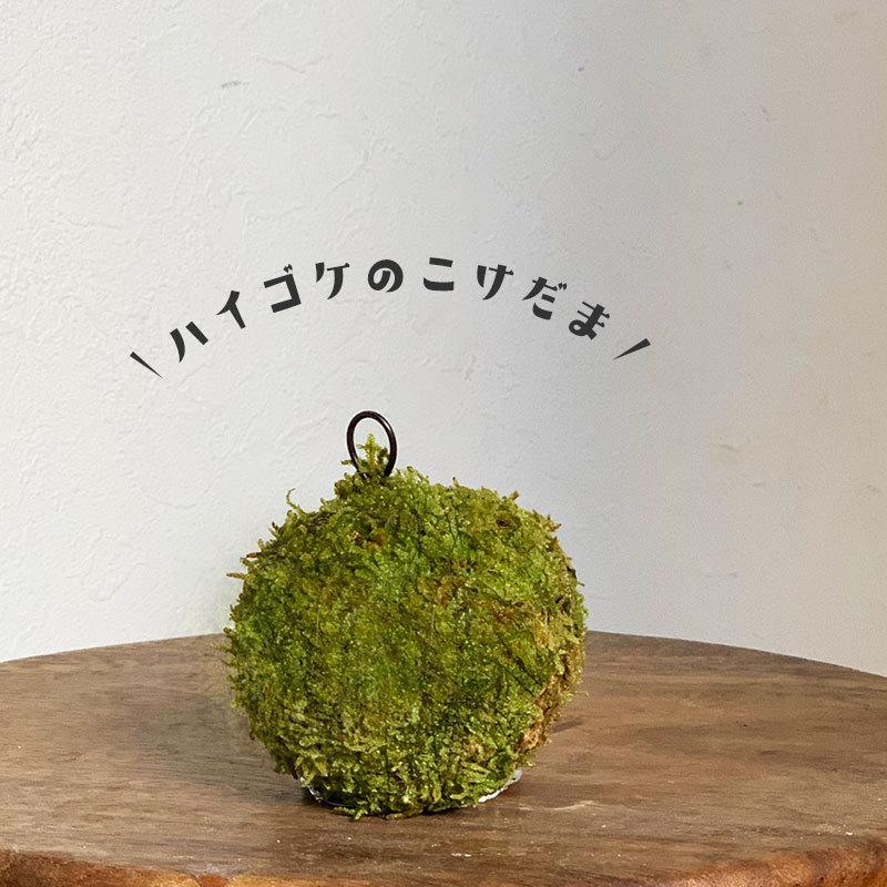 苔玉 盆栽 吊るしたり 置いたり ふんわり やさしい MOSS BALL モスボール 小サイズ S 約７〜８cm こけだま コケダマ｜midoriyanicogusa｜02