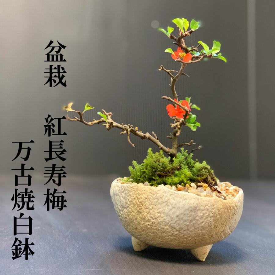 長寿梅　チョウジュバイ 盆栽 特選：長寿梅(チョウジュバイ) 現品*ちょうじゅばい