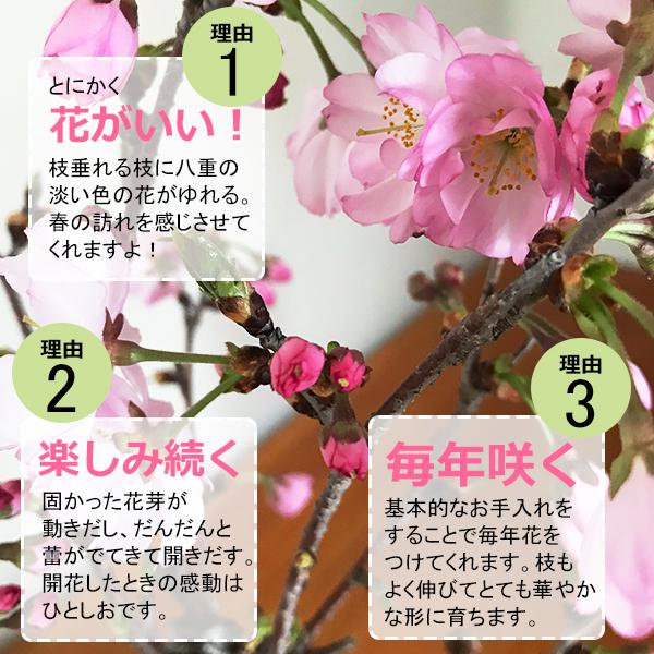貴風盆栽、おかめ桜、模様木、沢山の花付き やや傷や汚れあり おかめ桜 受け皿付き 盆栽 桜 豪華 盆景 風景を楽しむ初めてでも安心の