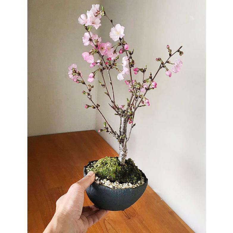 盆栽 桜の盆栽 八重の輝き やえのかがやき 万古黒深鉢 さくら サクラ
