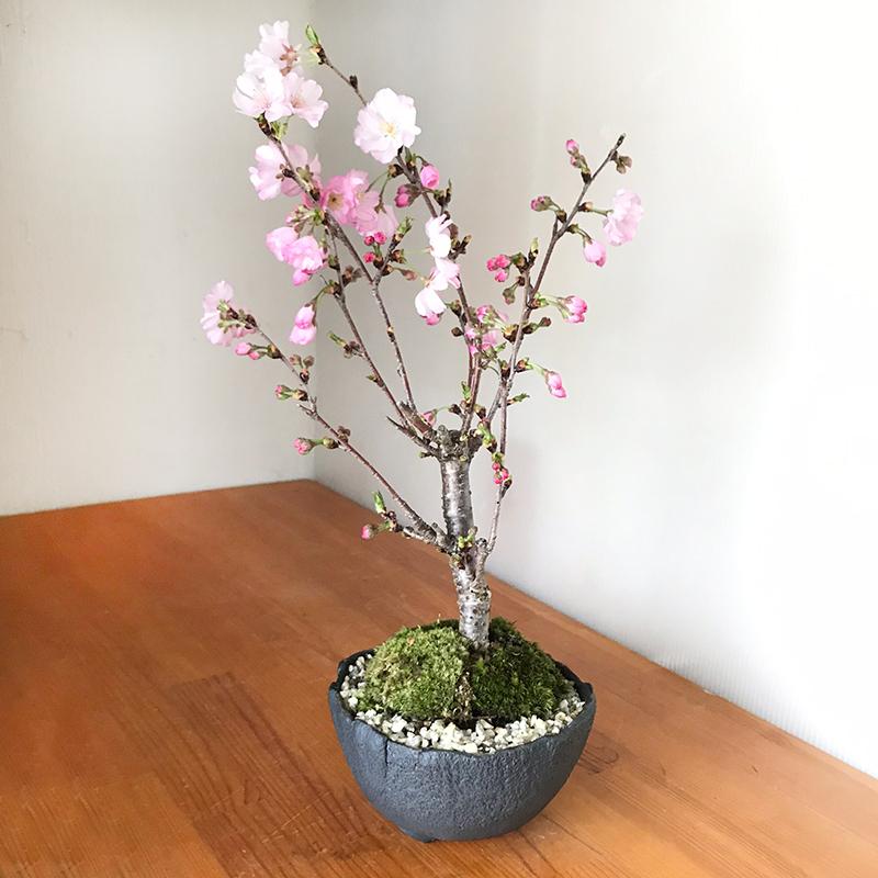 盆栽 桜の盆栽 八重の輝き やえのかがやき 万古黒深鉢 さくら サクラ
