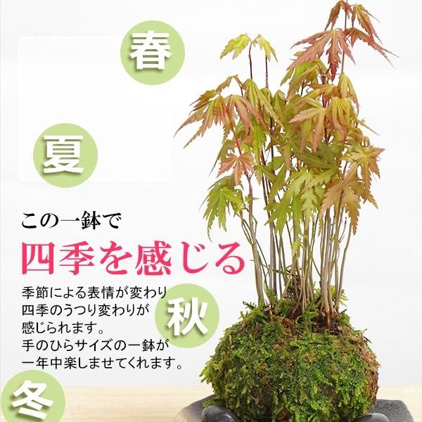 苔玉 盆栽 春に新芽 秋に紅葉 山モミジ 炭化焼締器 敷石 セット 紅葉
