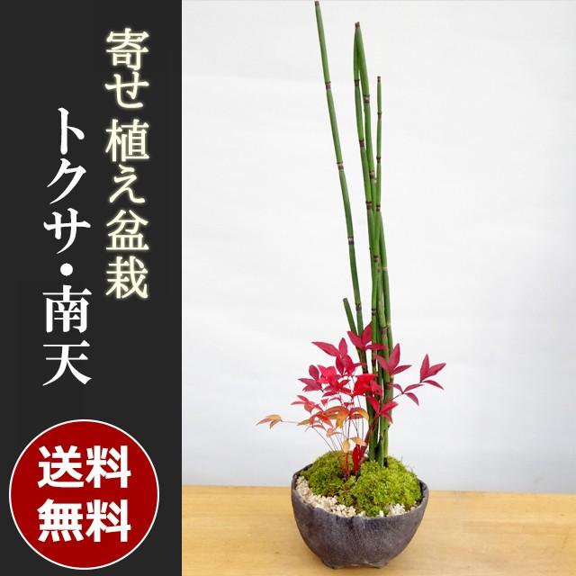 送料無料 可憐な寄せ植え盆栽 トクサ 南天の盆栽 万古焼黒鉢 ナンテン 縁起物 難を転ずる Ybonsai001 みどり屋 和草 にこぐさ 通販 Yahoo ショッピング