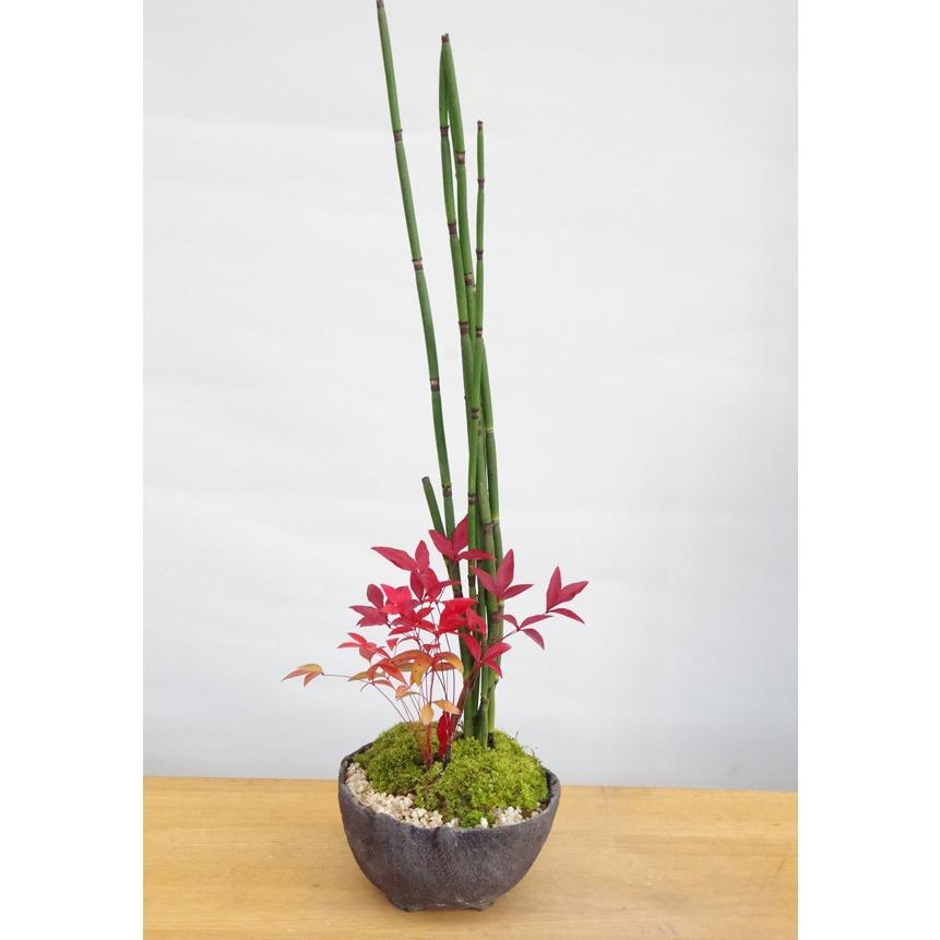 送料無料 寄せ植え 盆栽 トクサ と 南天 の盆栽 万古焼 黒鉢 ナンテン