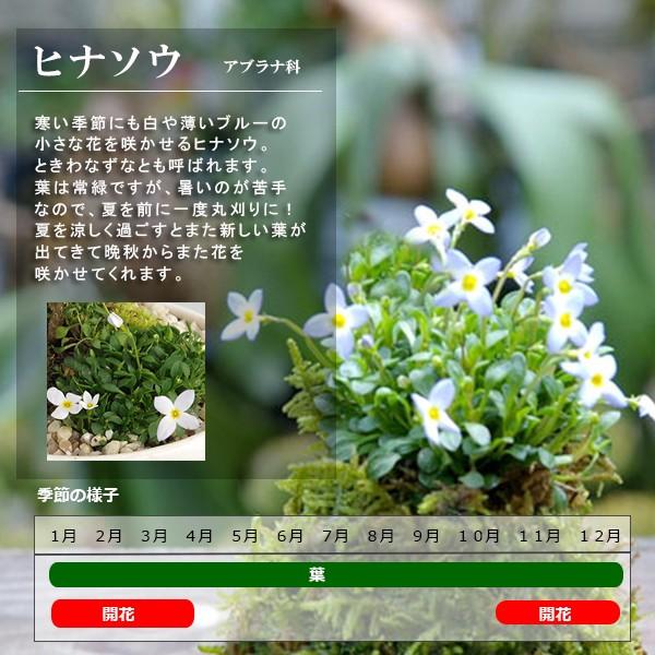 送料無料 可憐な寄せ植え盆栽ソフォラ ヒナソウの盆栽 白丸鉢 ぼんさい Ybonsai003 みどり屋 和草 にこぐさ 通販 Yahoo ショッピング