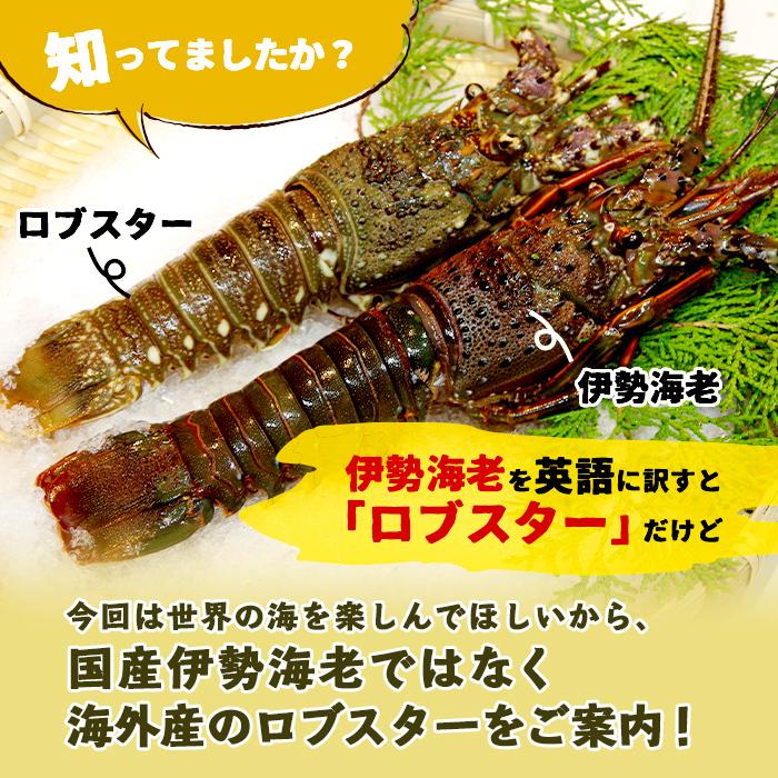 冷凍 ロブスター カンカン焼き 8尾 イセエビ 伊勢エビ ではなかなかできない大型エビの ガンガン焼き をロブスターで実現 かうkoko 通販 Paypayモール