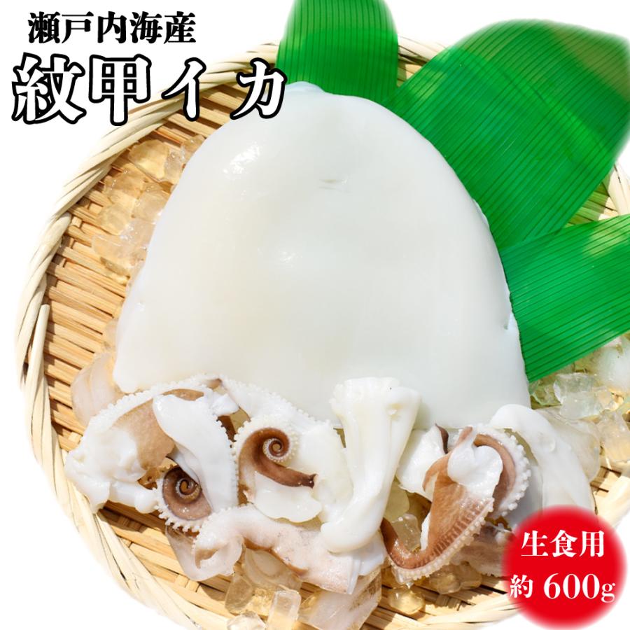 送料無料 生食用 紋甲イカ 約600g 瀬戸内海産 冷凍 刺身 新鮮 かうkoko 通販 Paypayモール