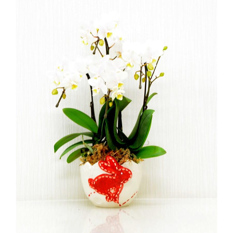 ミニ胡蝶蘭 ４本立ち ホワイト お祝い 鉢花 送料無料 農家直送 Kotyou07 三重のお土産横丁 通販 Yahoo ショッピング