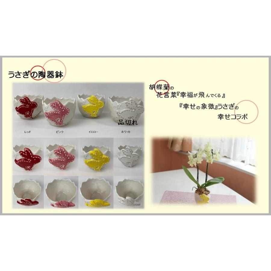 トップ ミニ胡蝶蘭 ハピネス １本立ち ピンク系 お祝い 御礼 鉢花 送料無料 農家直送 父の日 父の日ギフト 父の日プレゼント Sdcraft Com Ua