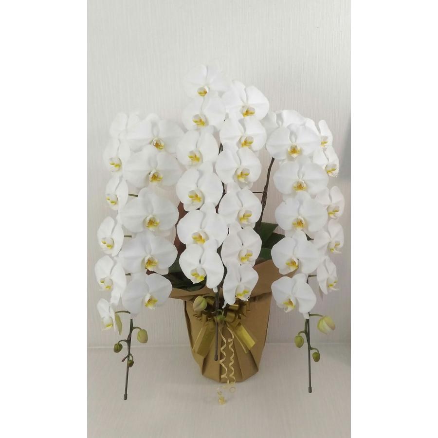 胡蝶蘭 白大輪 ３本立ち ４２輪以上 開店祝い 開業祝い 開院祝い 御開所祝 お祝い 御礼 お返し お供え 鉢花 送料無料 農家直送 Kotyou42 三重のお土産横丁 通販 Yahoo ショッピング