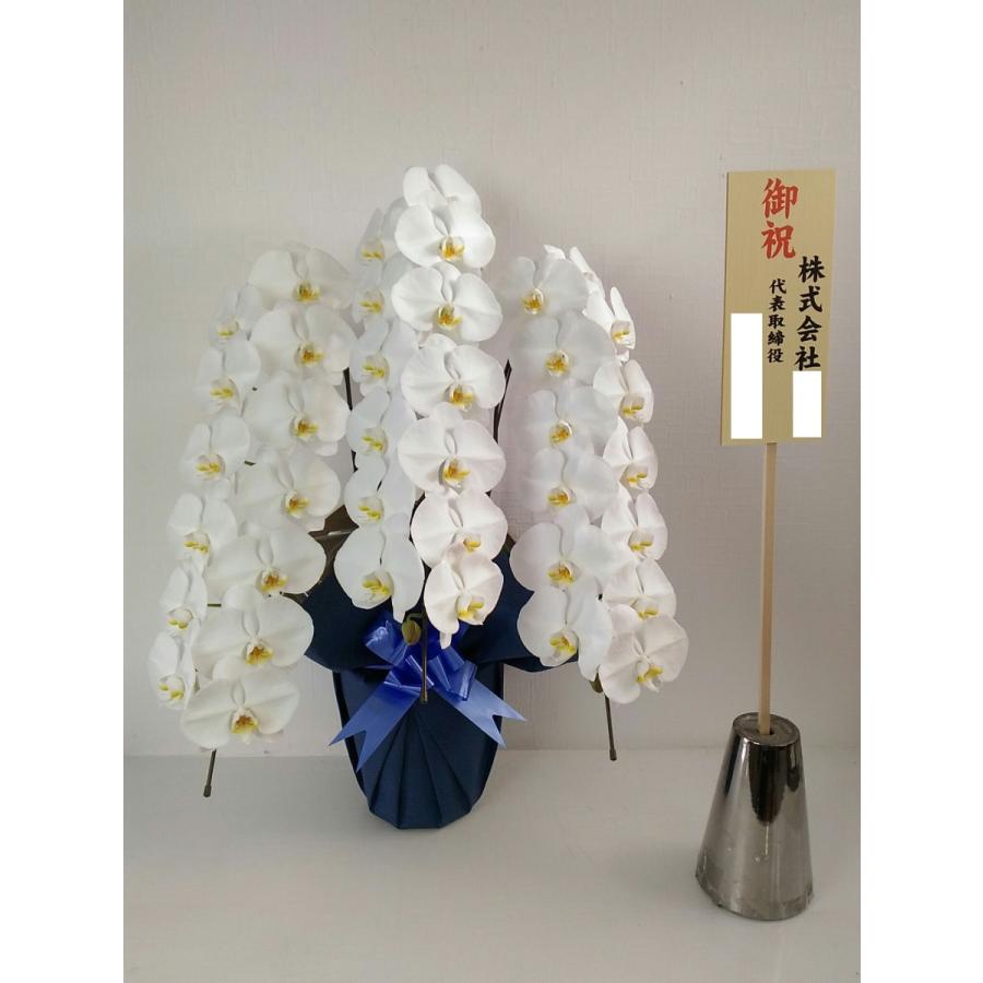 胡蝶蘭 白大輪 ３本立ち ４２輪以上 開店祝い 開業祝い 開院祝い 御開所祝 お祝い 御礼 お返し お供え 鉢花 送料無料 農家直送 Kotyou42 三重のお土産横丁 通販 Yahoo ショッピング