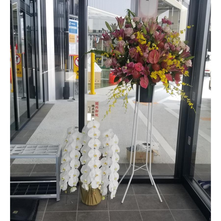 胡蝶蘭 白大輪 ３本立ち ４２輪以上 開店祝い 開業祝い 開院祝い 御開所祝 お祝い 御礼 お返し お供え 鉢花 送料無料 農家直送 Kotyou42 三重のお土産横丁 通販 Yahoo ショッピング