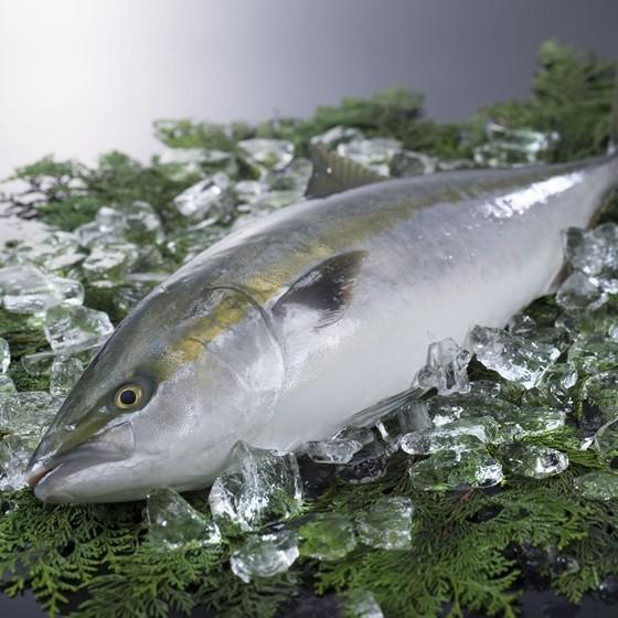 送料無料 活〆ブリ 国産 ラウンド約4kg 鰤 ぶり 02 Ikezimeburiraundo みえぎょれんオンラインショップ 通販 Yahoo ショッピング
