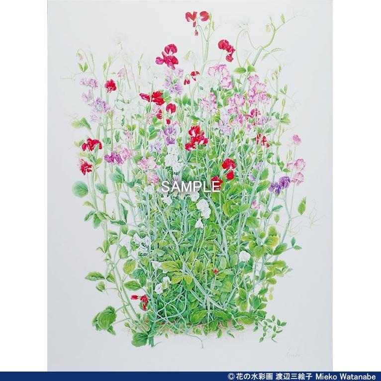 渡辺三絵子 花の水彩画 ジークレー版画(複製画)「スイトピー