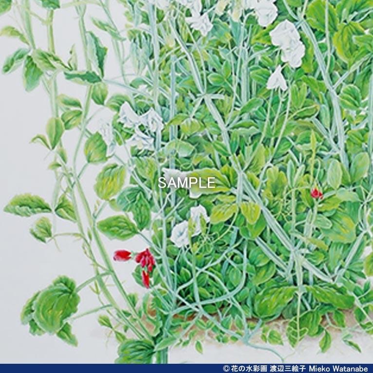 ～週末タイムセール～　キンバリー ホッジス スイトピー版画（ジクレ＋自彩）花 週末タイムセール～ キンバリー ホッジス スイトピー版画