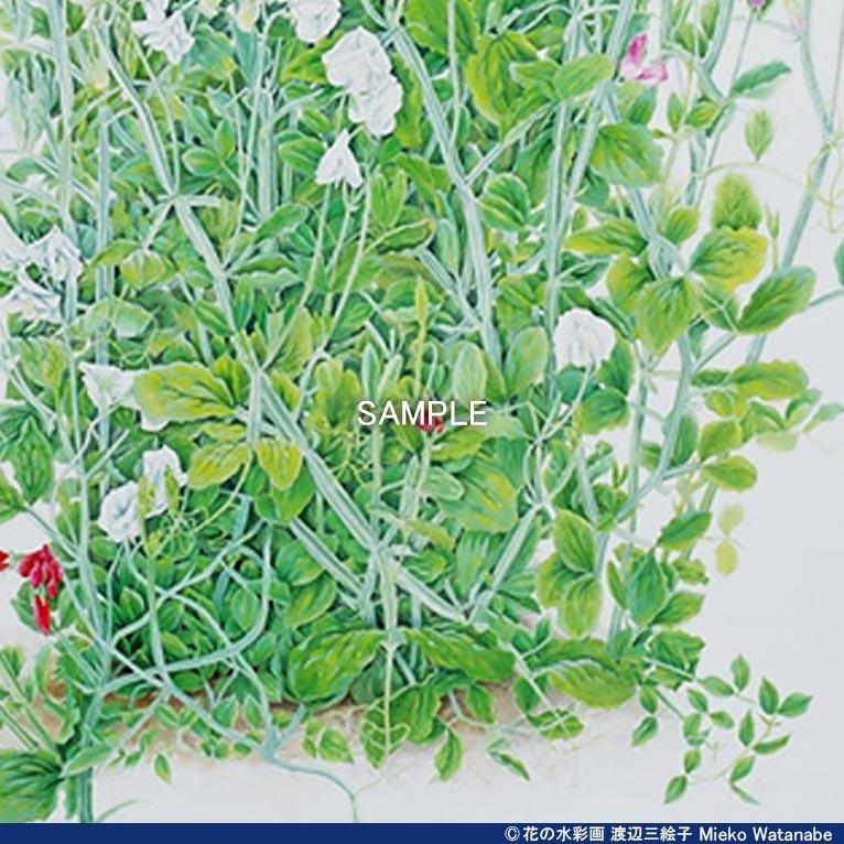 渡辺三絵子 花の水彩画 ジークレー版画(複製画)「スイトピー