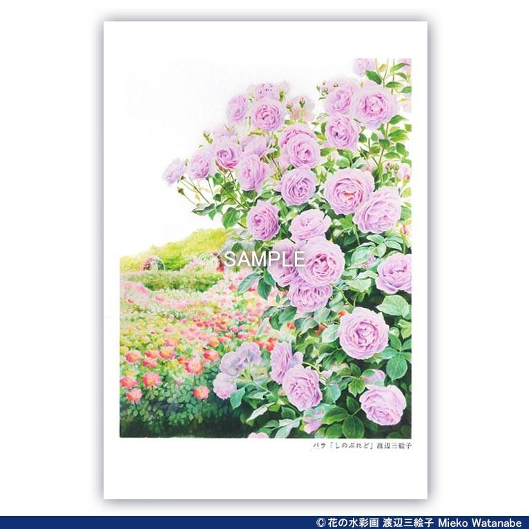 渡辺三絵子 花の水彩画 ポストカード12枚セット |  | 11