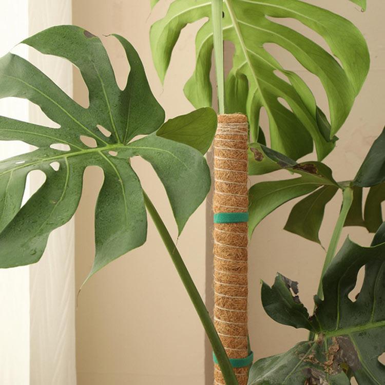 ココスティック モンステラ支柱 ポトス ガーデニング用 連結可能 園芸