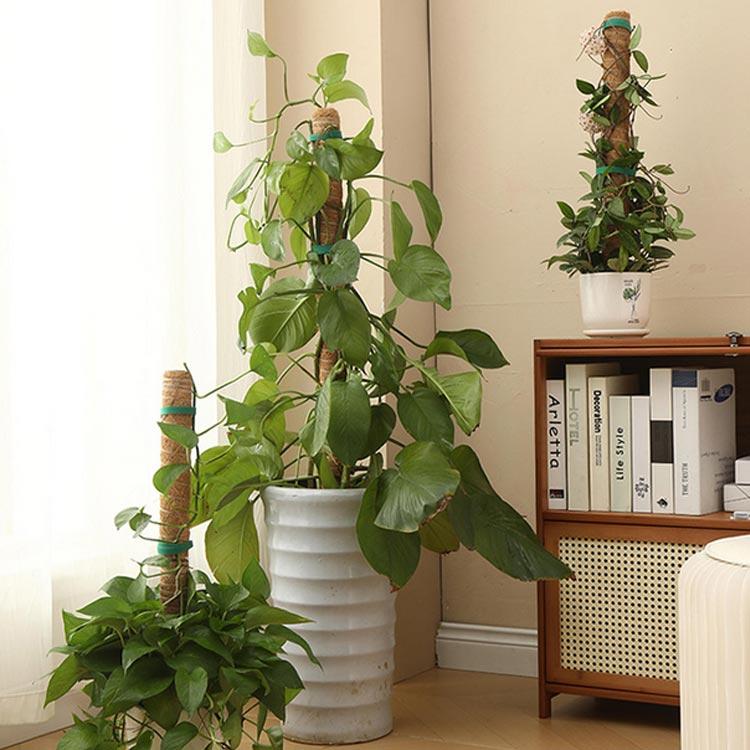 モンステラ・ポトス choco ココスティック モンステラ支柱 ポトス ガーデニング用 連結可能 園芸