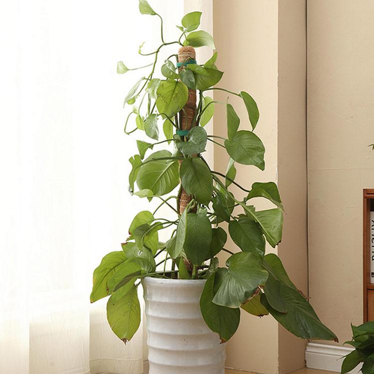 ココスティック モンステラ支柱 ポトス ガーデニング用 連結可能 園芸