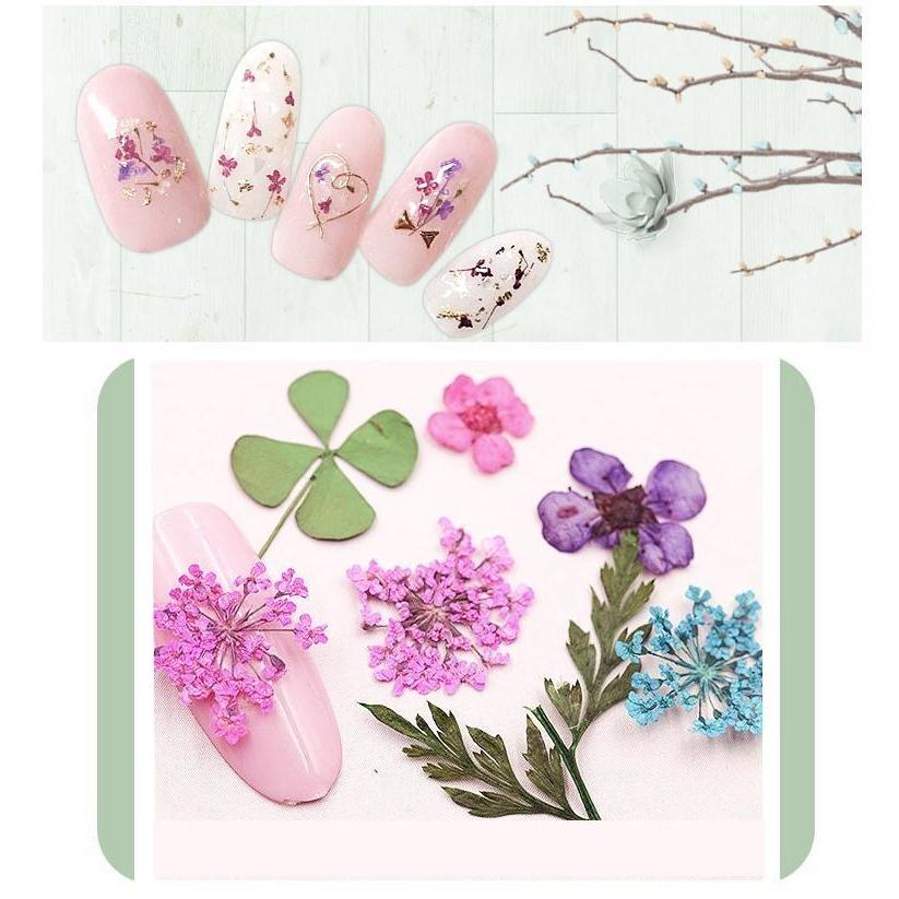 ネイルアート ネイルパーツ 押し花 ドライフラワー フラワーパーツ お花 華やか デコレーション セルフネイル アートツール デコパーツ ネイルアート A Zak 1 おとりよせ Com 通販 Yahoo ショッピング
