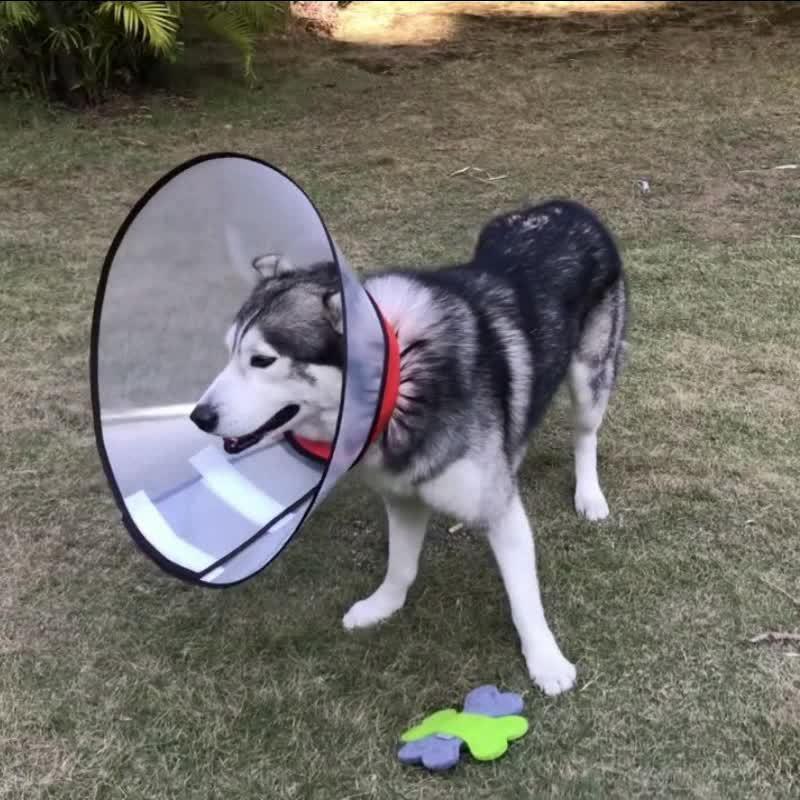 受賞店 エリザベスカラー 大型犬 カラー ソフトタイプ ペット用品 犬用 傷舐め防止 手術後のケア 簡単装着 首周り柔らかい アフターケア 手術 怪我 介護 Dprd Jatimprov Go Id