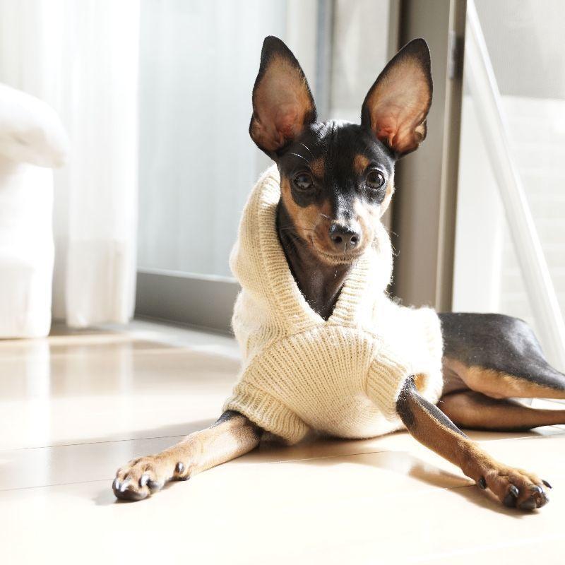 ペット用 犬用 ニットセーター タートルネック フード付き プルオーバーセーター ニットパーカー ニット リブニット シンプル 可愛い かわいい 犬の Pet おとりよせ Com 通販 Yahoo ショッピング