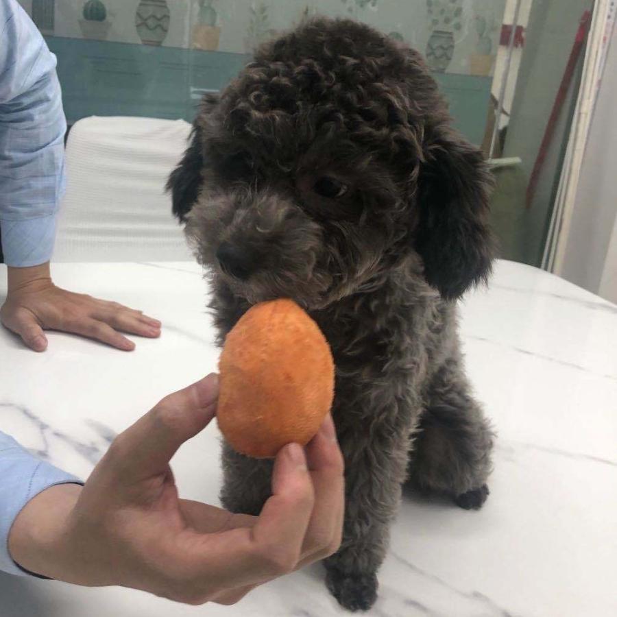 21春夏新色 ペットおもちゃ おもちゃ ぬいぐるみ 玩具 音が鳴る 音が出る 犬 イヌ 猫 ネコ ペット用品 ペットグッズ 噛むおもちゃ オモチャ ボール Cisama Sc Gov Br