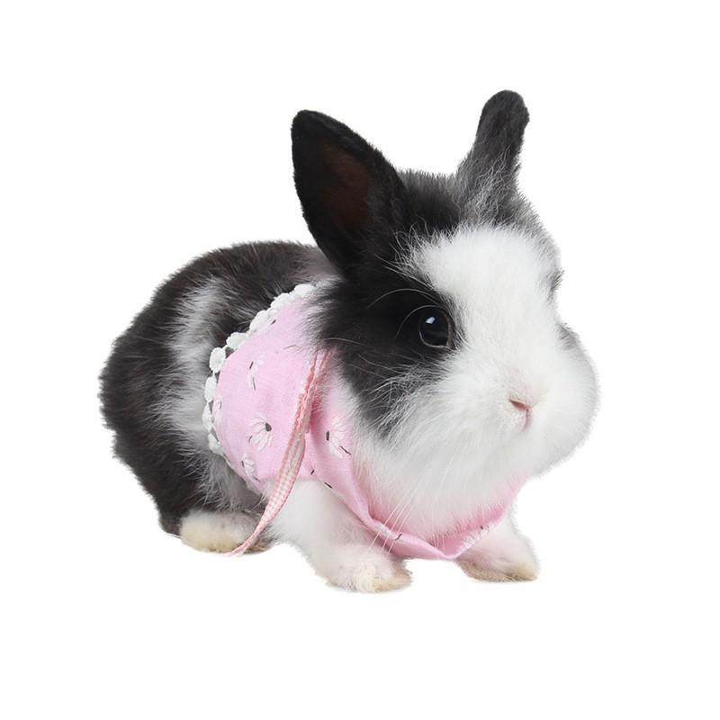 小動物用ハーネスリード お散歩グッズ お出掛け用品 ウエア 洋服 ノースリーブ風 タンクトップ風 マジックテープ 花 花柄 かわいい おしゃれ 小動物 Pet おとりよせ Com 通販 Yahoo ショッピング