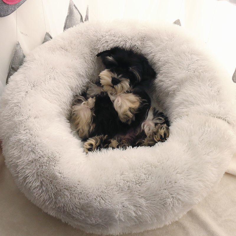 ペットベッド ドーナツ型 ラウンドベッド フェイクファー カドラー ペット用 犬用 猫用 冬 M L 寝床 寝具 クッション ソファー ふかふか ふわ Pet 1 おとりよせ Com 通販 Yahoo ショッピング