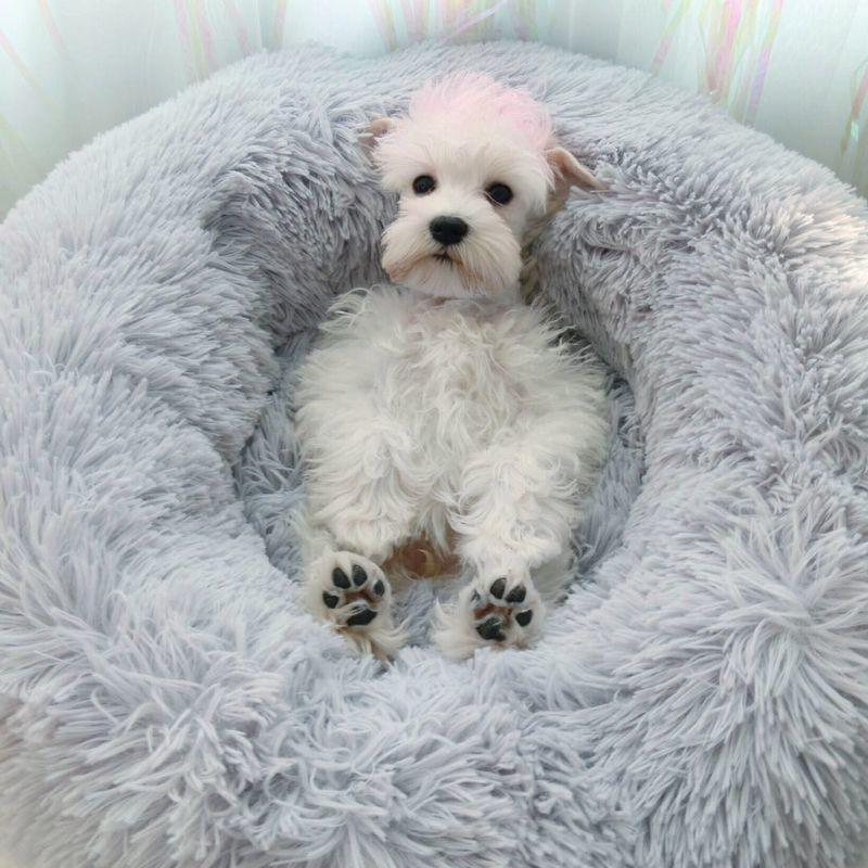 ペットベッド ドーナツ型 ラウンドベッド セール特価 フェイクファー カドラー ペット用 犬用 猫用 冬 S ふかふか ソファー ふ 寝床 寝具 Xs クッション