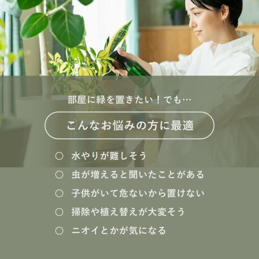 サンスベリア 観葉植物 本物 ハイドロカルチャー 空気清浄 ミニ 開店祝い 水耕栽培 サンセベリア 空気浄化 マイナスイオン【選べるコースター：丸木/蓮根】 |  | 02