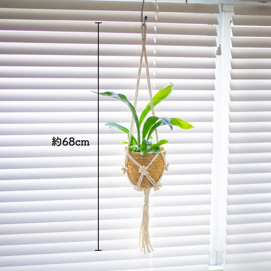 ビカクシダ(コウモリラン) ハンギング 観葉植物 本物 吊り下げ ビカクシダ(コウモリラン) ハンギング 観葉植物 本物 吊り下げ