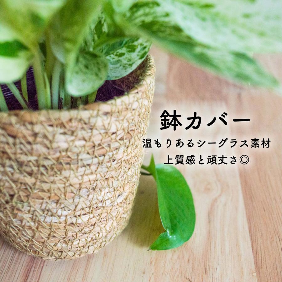 ビカクシダ（コウモリラン） ハンギング 観葉植物 本物 吊り下げ つり