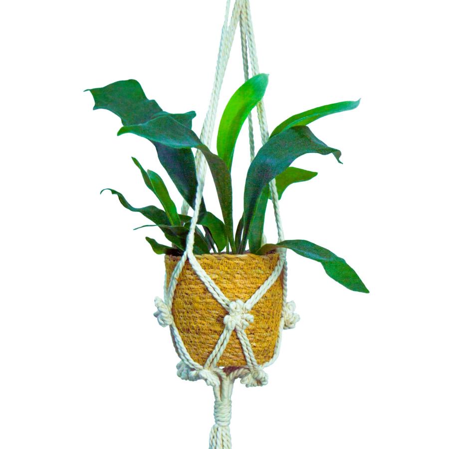 ビカクシダ（コウモリラン） ハンギング 観葉植物 本物 吊り下げ