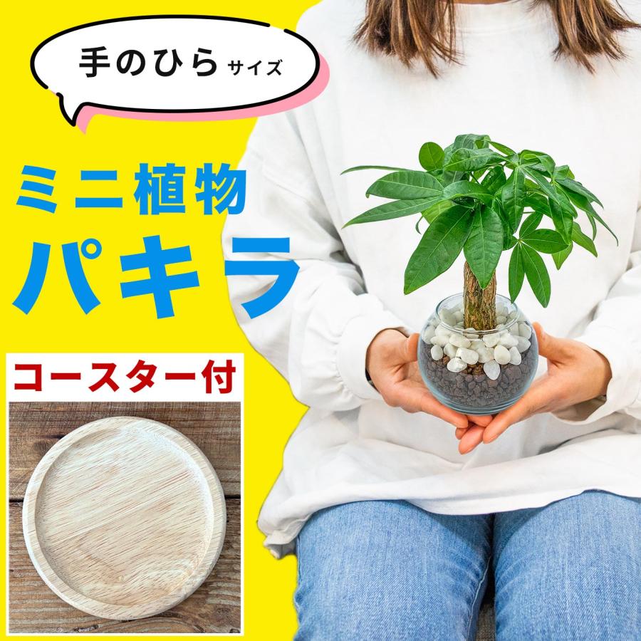 パキラ ミニ 観葉植物 ハイドロカルチャー 卓上 鉢植え おしゃれ パキラ ミニ 観葉植物 ハイドロカルチャー 卓上 鉢植え おしゃれ