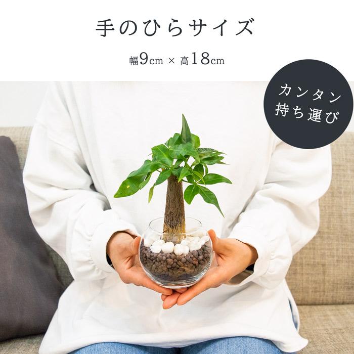 パキラ 観葉植物 ミニ 本物 ハイドロカルチャー 2号 初心者も簡単メンテ 玄関やダイニングテーブルなどに置ける｜miipas｜03