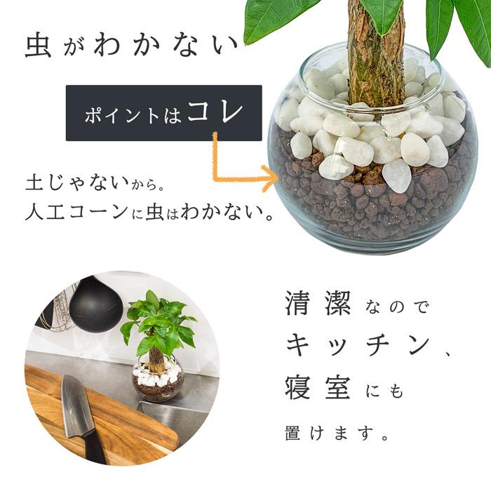 パキラ 観葉植物 ミニ 本物 ハイドロカルチャー 2号 初心者も簡単メンテ 玄関やダイニングテーブルなどに置ける｜miipas｜04