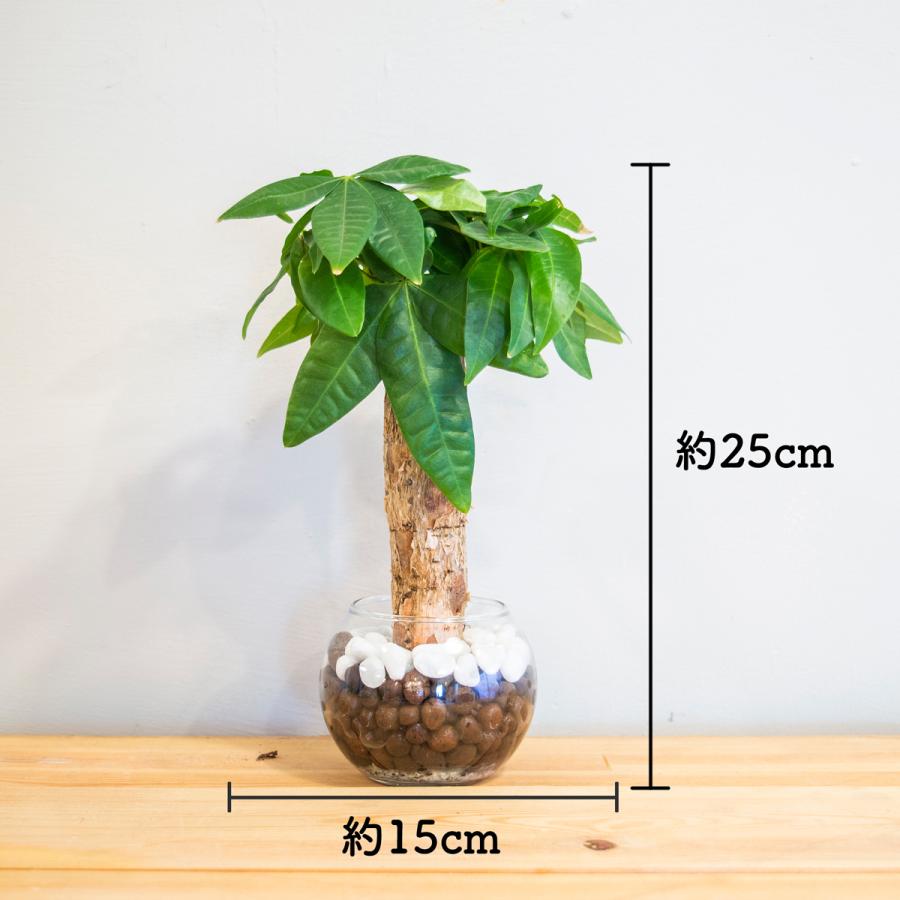 大割引 観葉植物 パキラ 玄関やダイニングテーブルなどに置ける ミニ 本物 初心者も簡単メンテ ハイドロカルチャー 3号 観葉植物