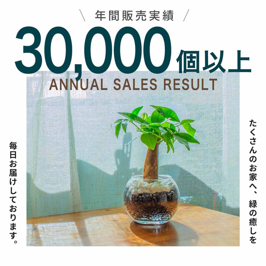 パキラ ミニ 観葉植物 ハイドロカルチャー 卓上 鉢植え おしゃれ パキラ ミニ 観葉植物 ハイドロカルチャー 卓上 鉢植え おしゃれ