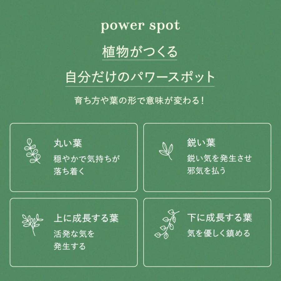 カポック シェフレラ 観葉植物 本物 ハイドロカルチャー おしゃれ ミニ 開店祝い 水耕栽培【コースター付き】 |  | 12