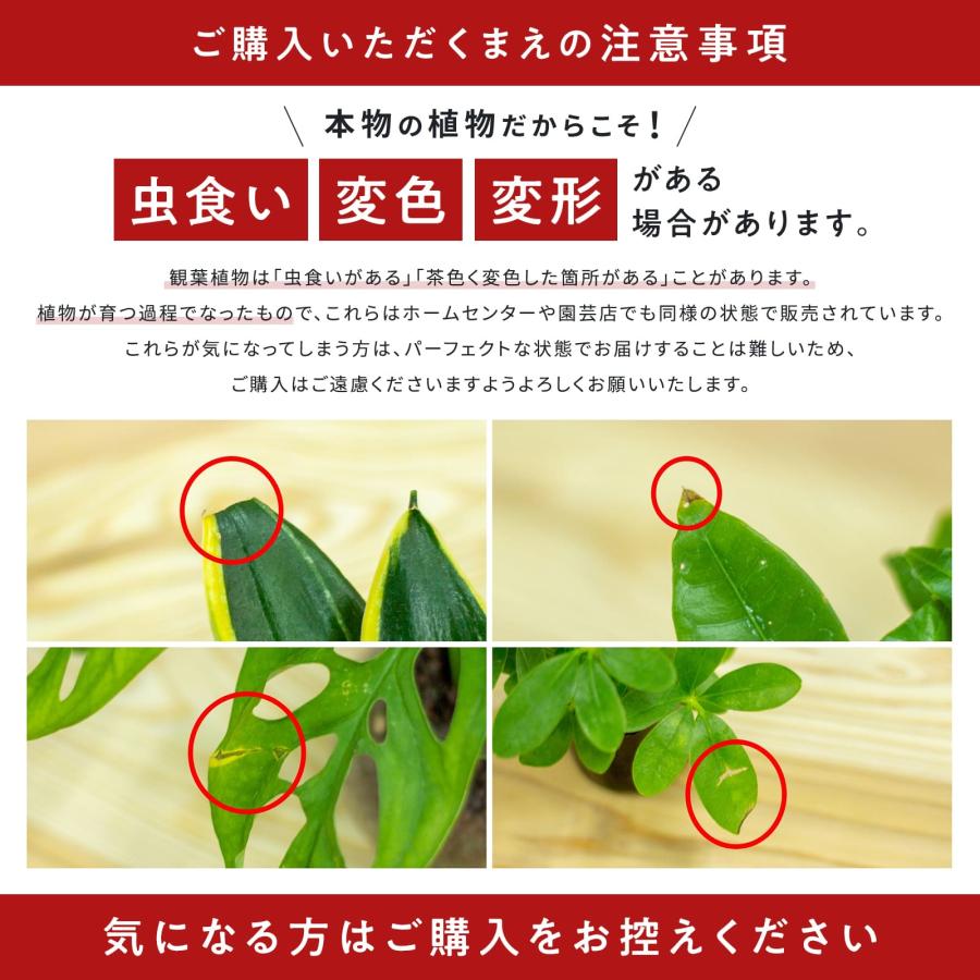 カポック シェフレラ 観葉植物 本物 ハイドロカルチャー おしゃれ ミニ 開店祝い 水耕栽培【コースター付き】 |  | 16